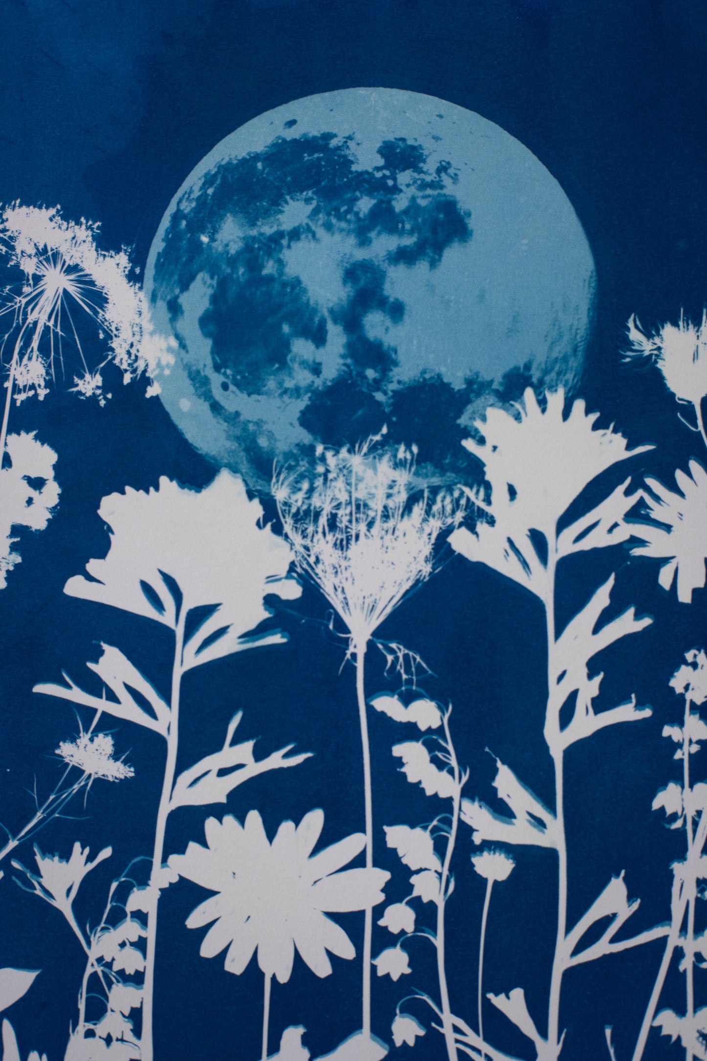 10" x 14" Moon & Wildflower Cyanotype Print