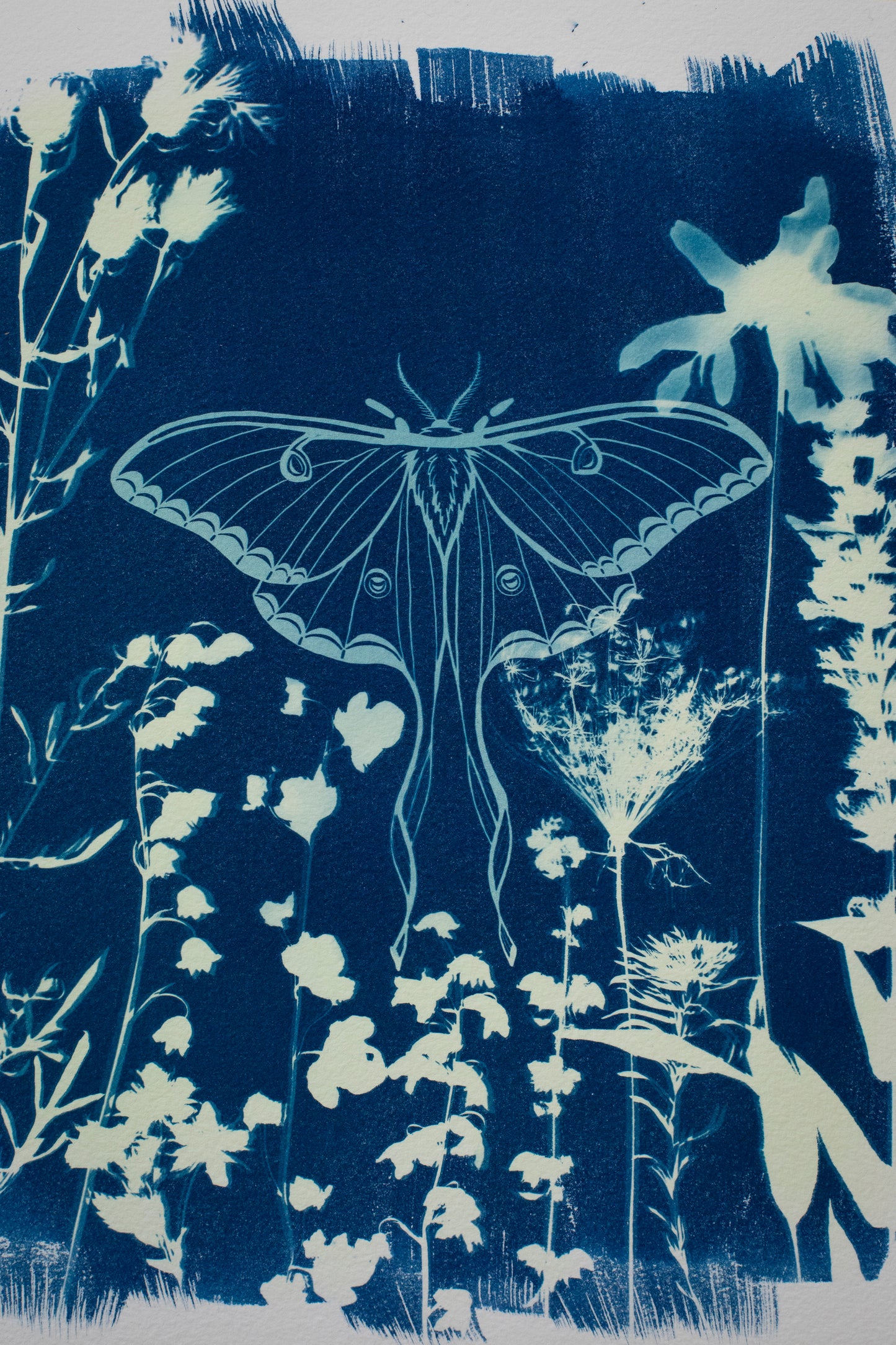 8" x 10" Luna Moth and Wildflower Cyanotype Print