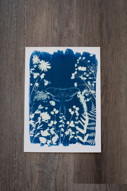 10" x 14" Luna Moth & Flora Cyanotype Print