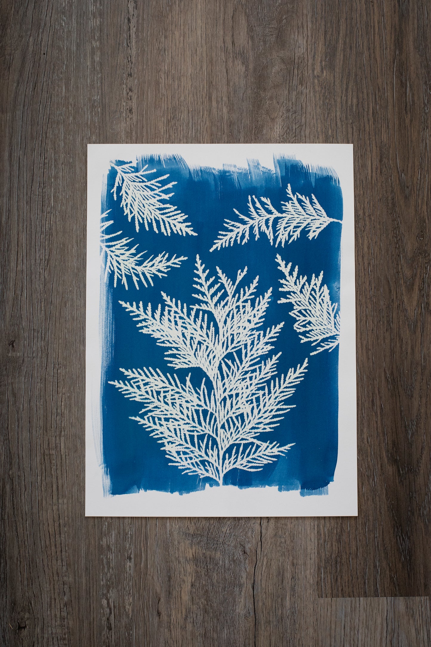 10" x 14" Cedar Cyanotype Print