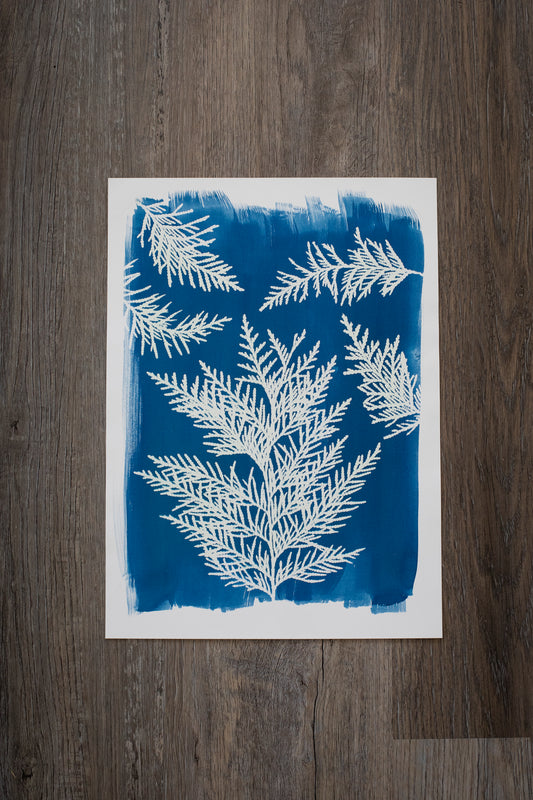 10" x 14" Cedar Cyanotype Print