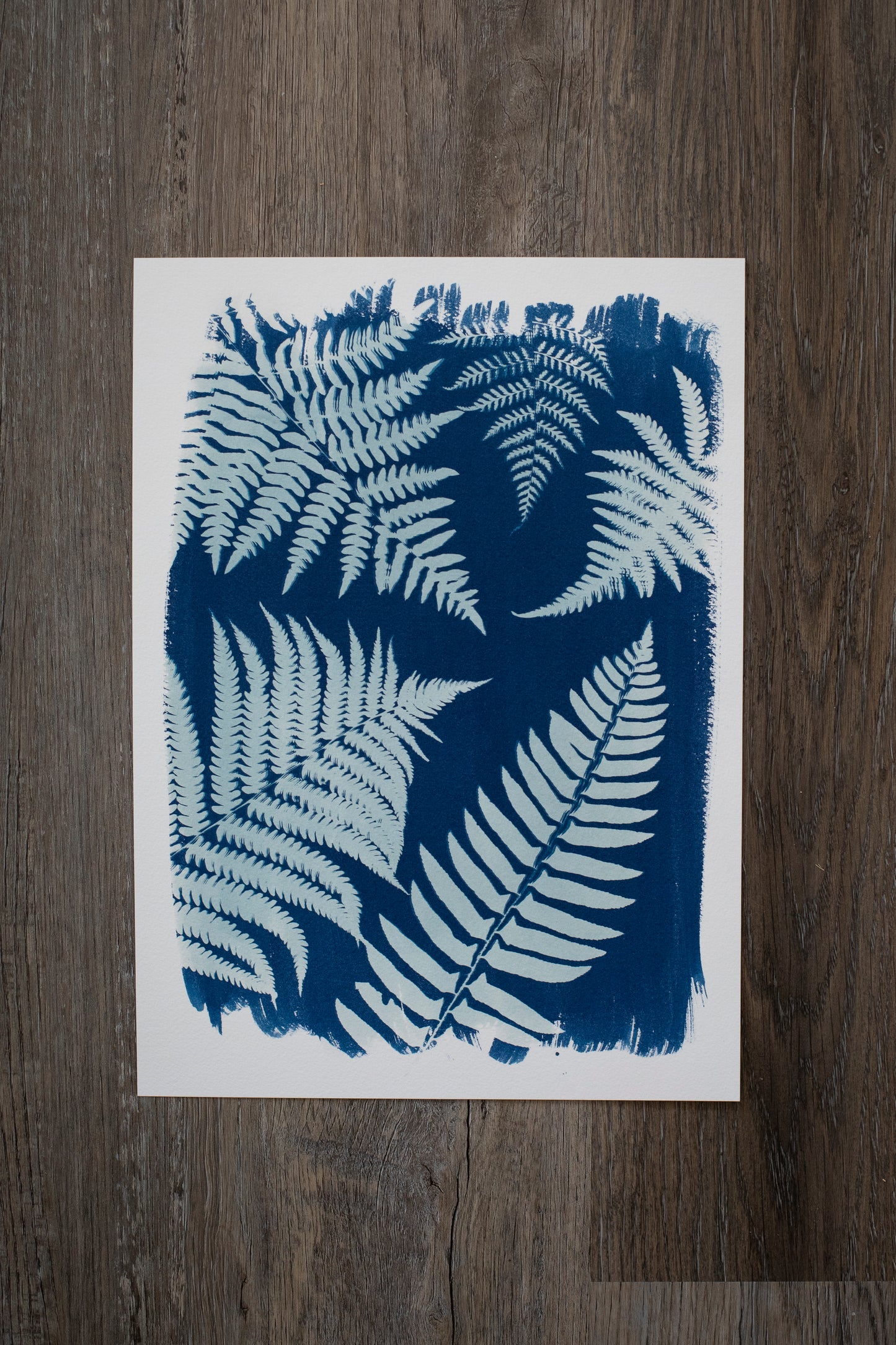 10" x 14" Ferns Cyanotype Print