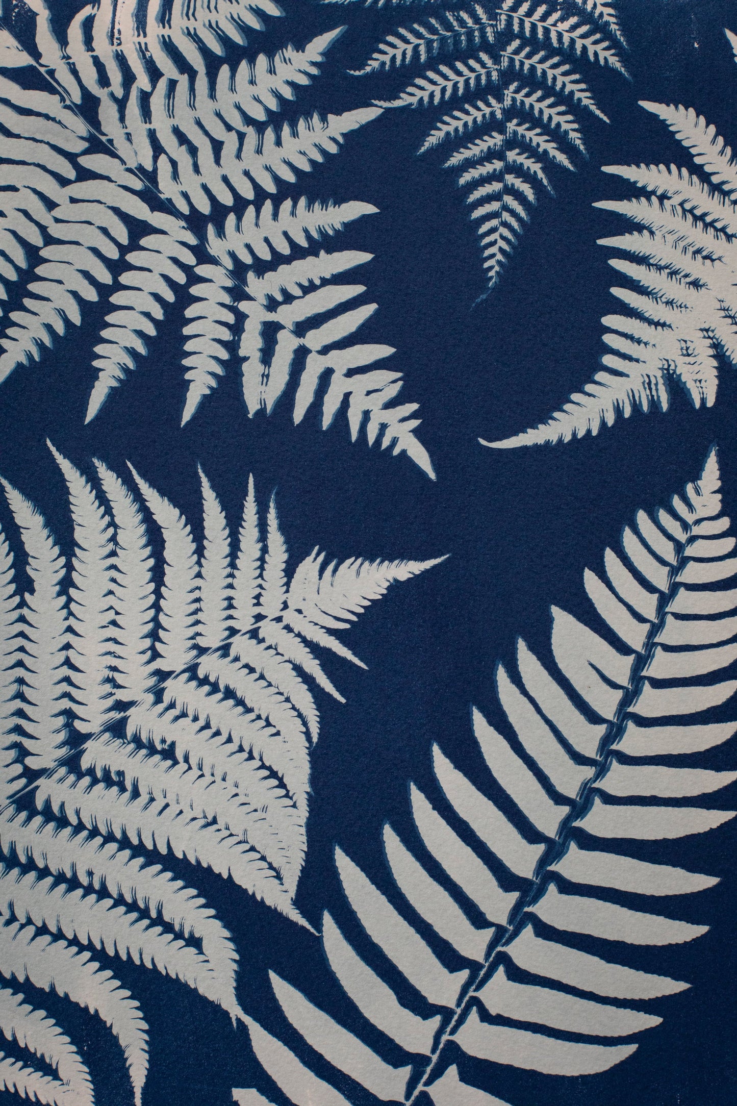 10" x 14" Ferns Cyanotype Print