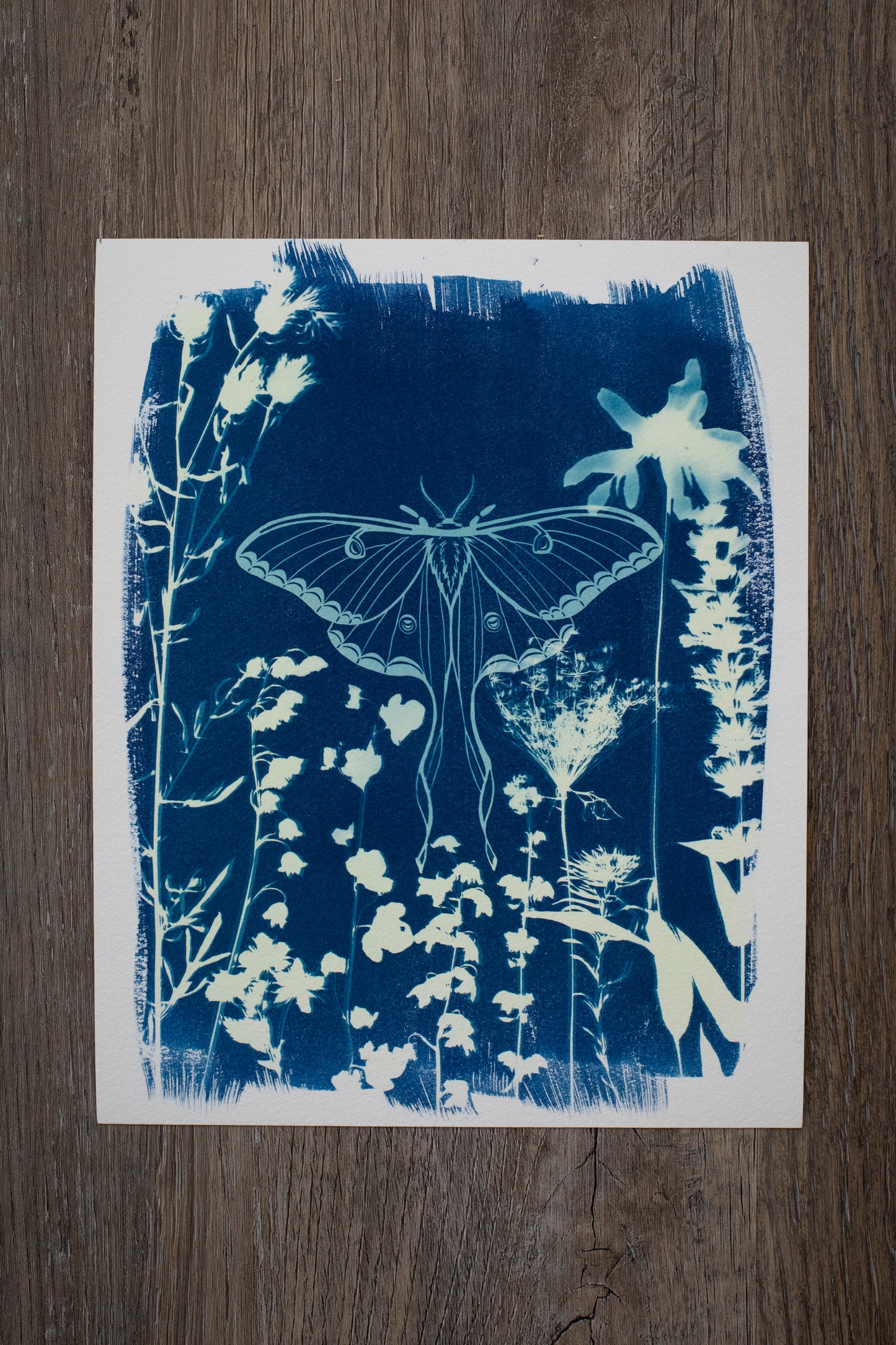 8" x 10" Luna Moth and Wildflower Cyanotype Print