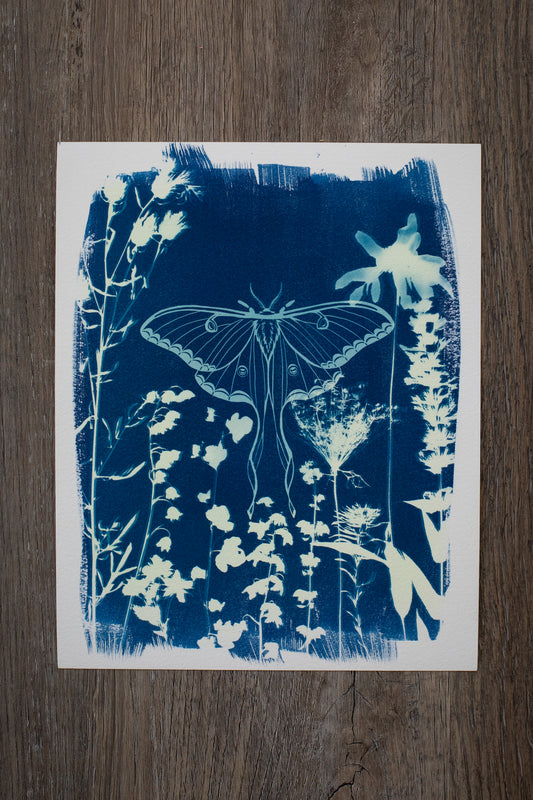 8" x 10" Luna Moth and Wildflower Cyanotype Print