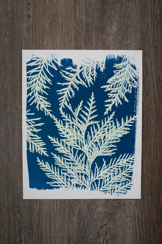 8" x 10" Eastern White Cedar Cyanotype Print