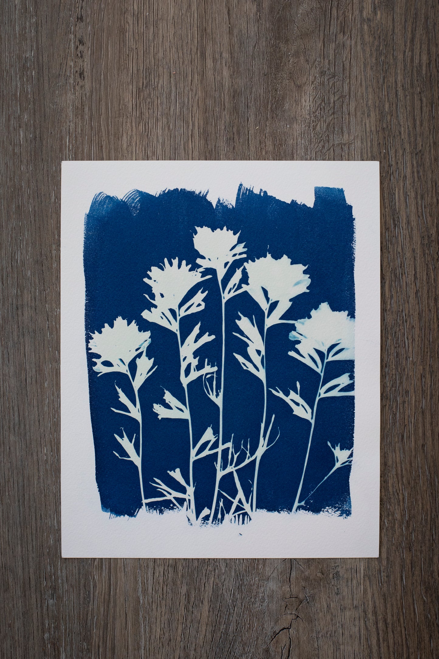 8" x 10" Paintbrush Wildflower Cyanotype Print