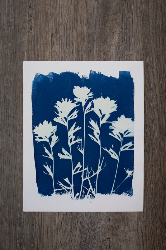8" x 10" Paintbrush Wildflower Cyanotype Print