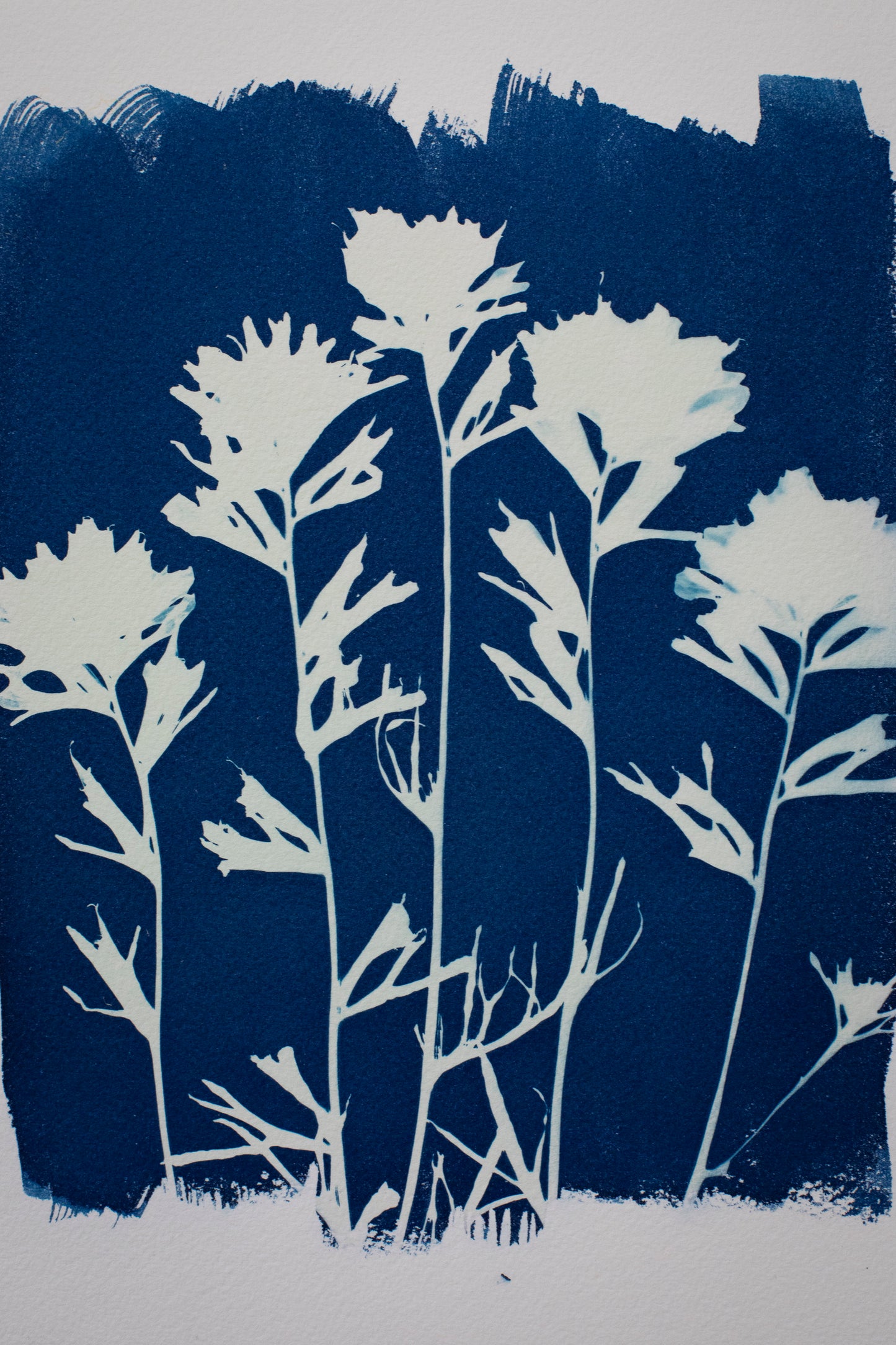 8" x 10" Paintbrush Wildflower Cyanotype Print